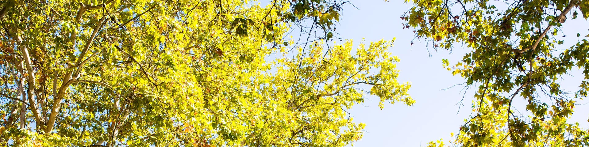 Old Historic Ankeny Square arch in the pearl district of Portland, oregon state, united states of america