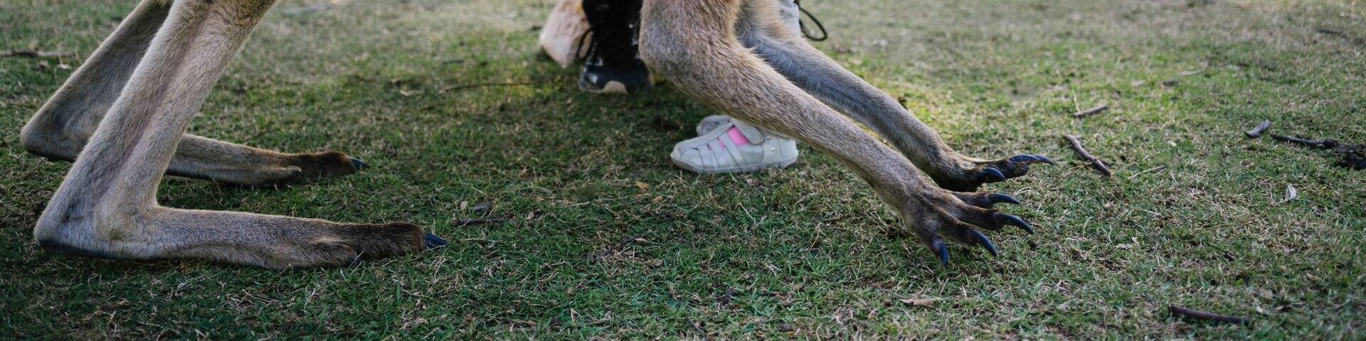 Australia, Brisbane, father and little daughter stroking tame kangaroo