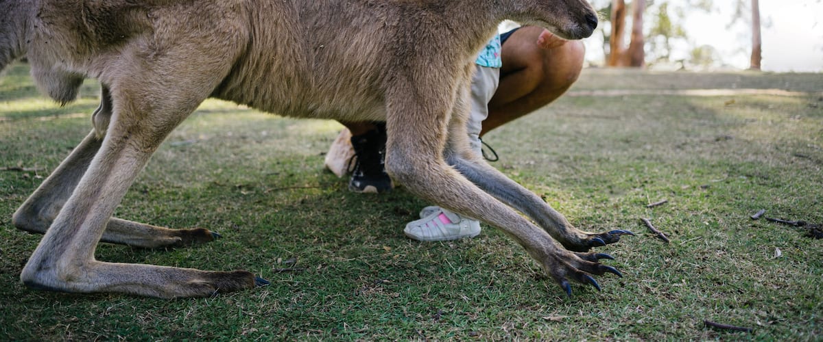 A kangaroo on grass with a person and child nearby.