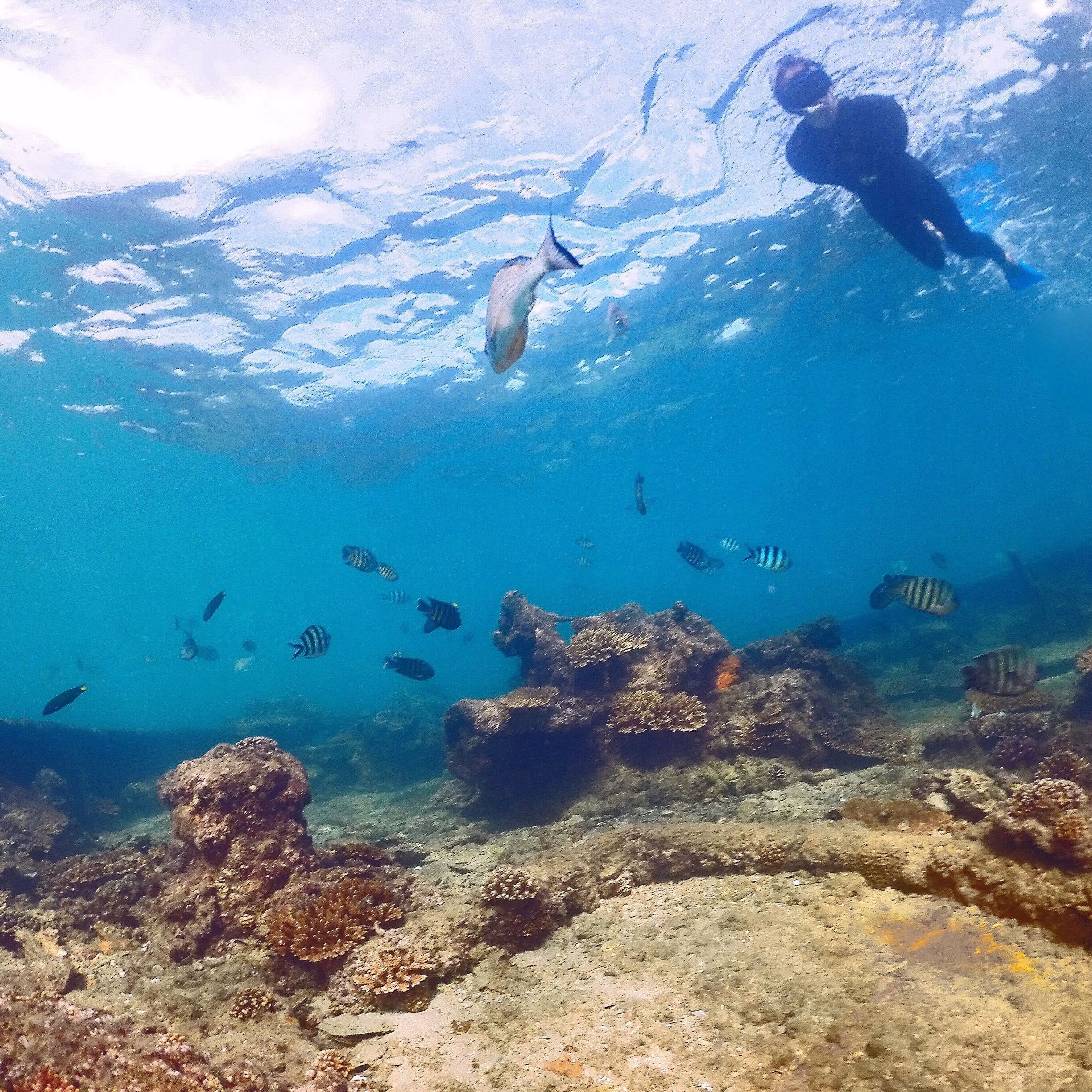 An underwater scene with a diver, various fish, and coral formations.