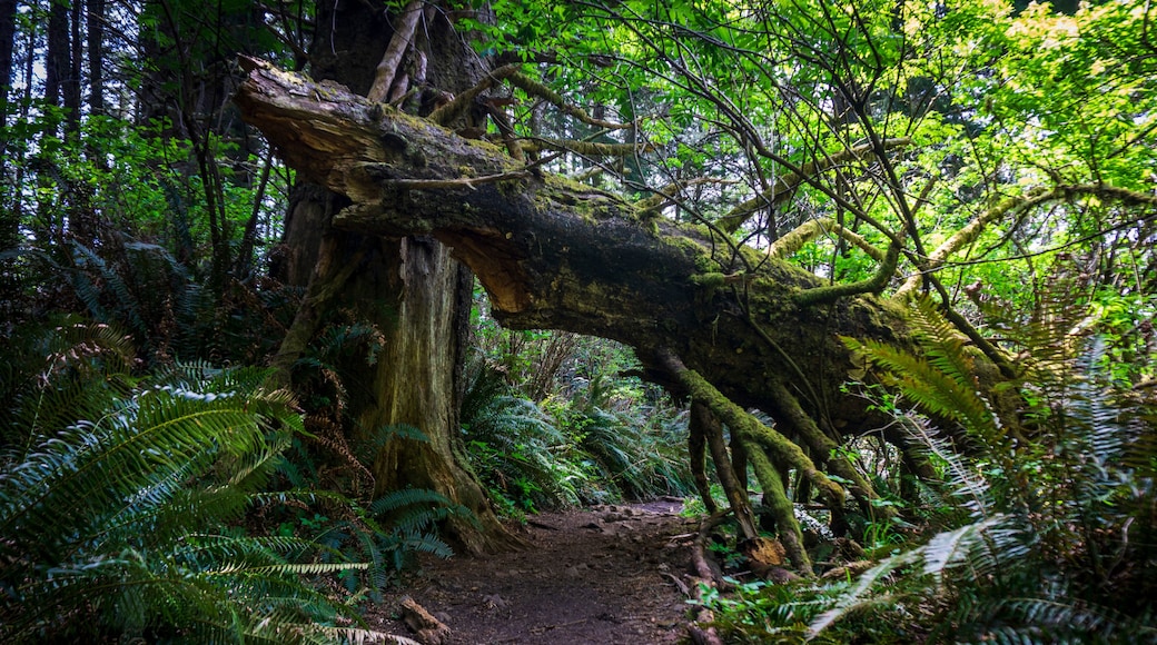 Enchanted Forest Trail