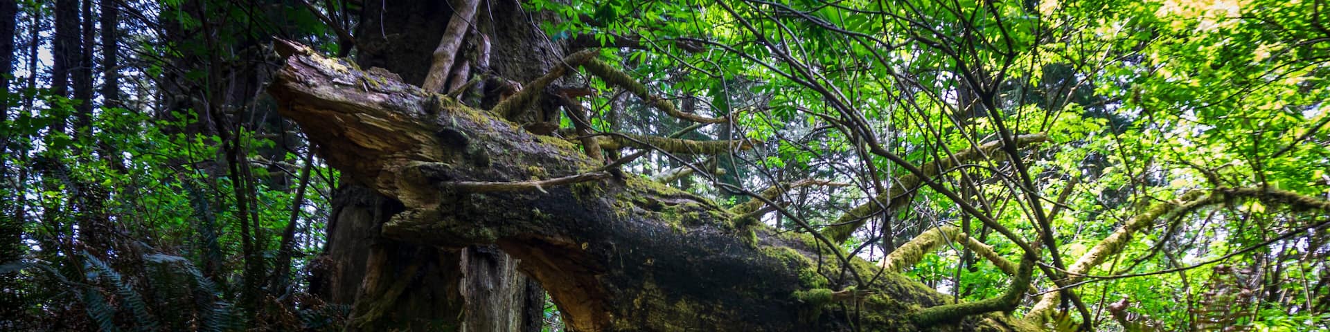 Un bosque con un árbol caído que bloquea un camino.