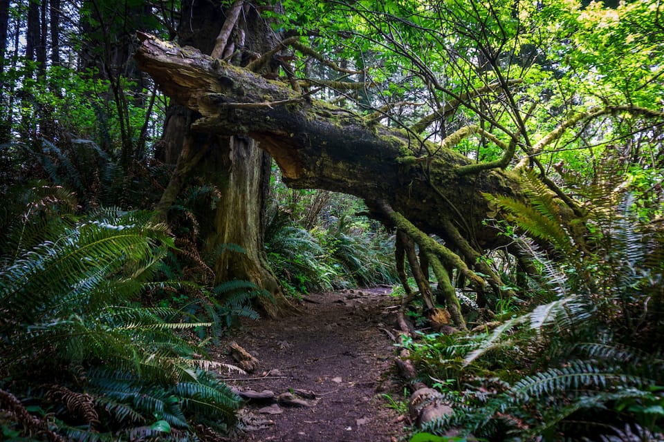 A forest with a fallen tree blocking a path.