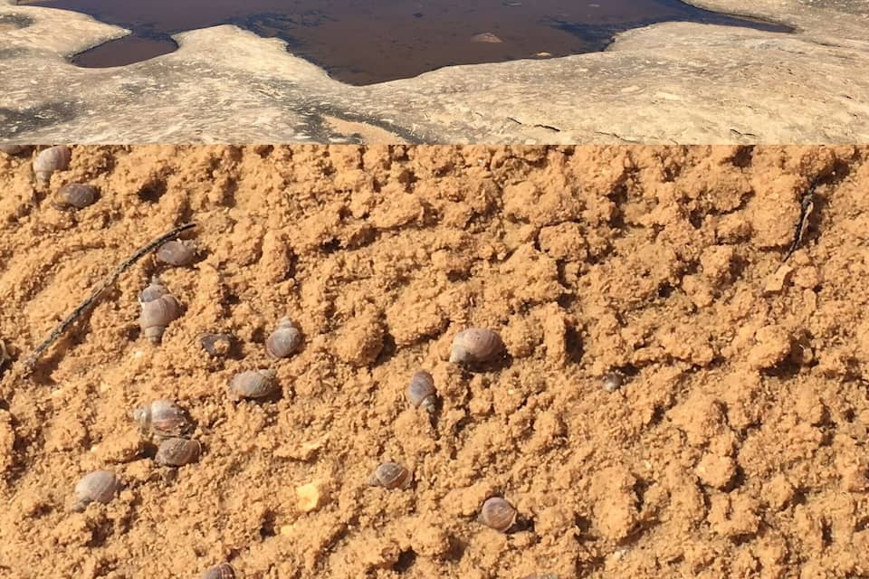 Un paysage désertique avec une grande formation rocheuse et un petit étang.