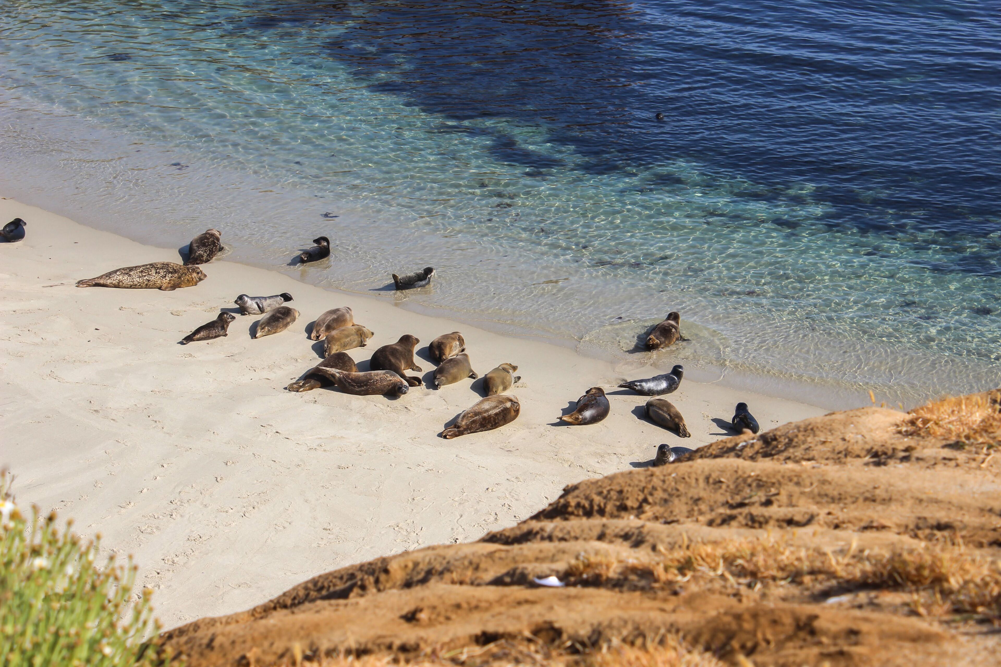 Pacific Coast Sea Lion Seal Beach La Jolla California