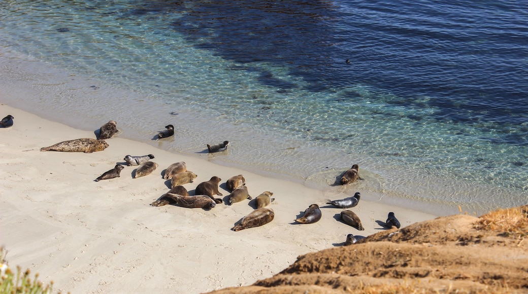 Pacific Coast Sea Lion Seal Beach La Jolla California