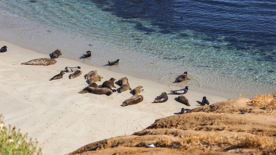 Pacific Coast Sea Lion Seal Beach La Jolla California