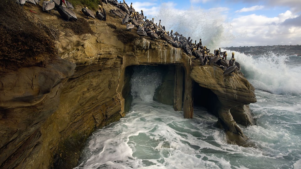 2024-01-11 SEVERAL BROWN PELICANS ROOSTING ON THE ROCKS AT THE LA JOLLA COVE WITH NICE WAVES HITTING THE ROCKS IN LA JOLLA CALIFORNIA NEAR SAN DIEGO