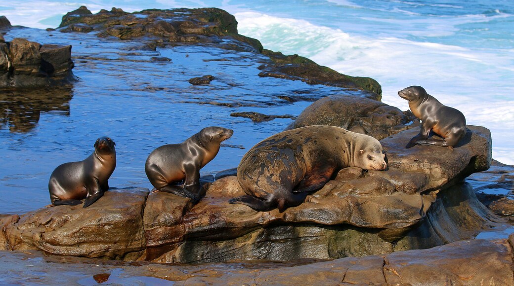 California sea lions in La Jolla, CA