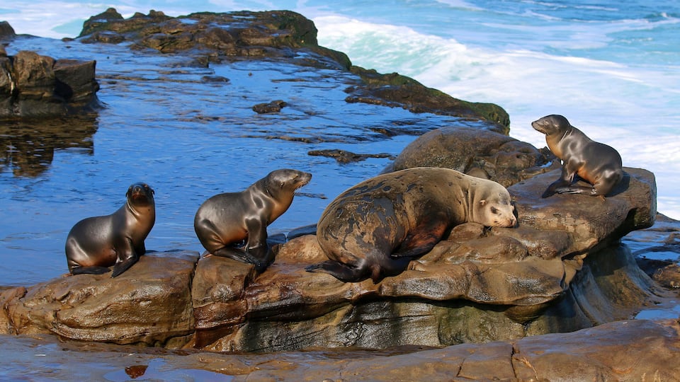 California sea lions in La Jolla, CA