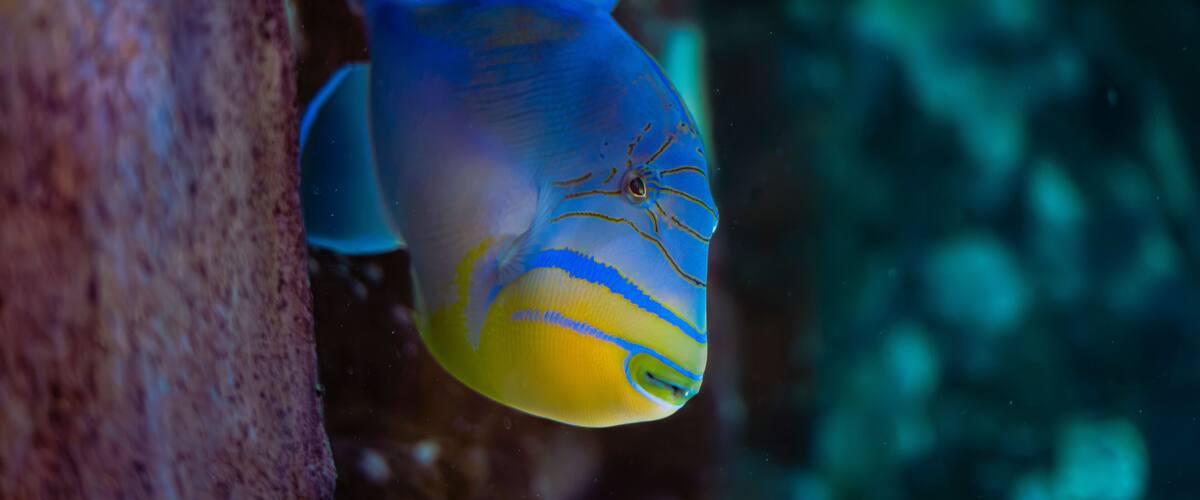 Oceanic Aquarium, Balneário Camboriú