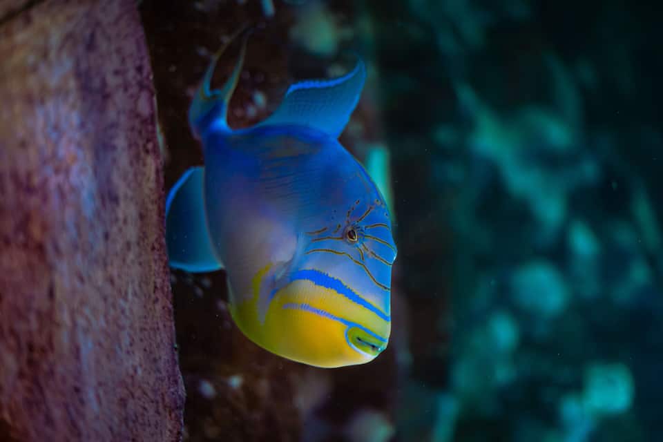A fish with blue and yellow stripes near a coral structure.