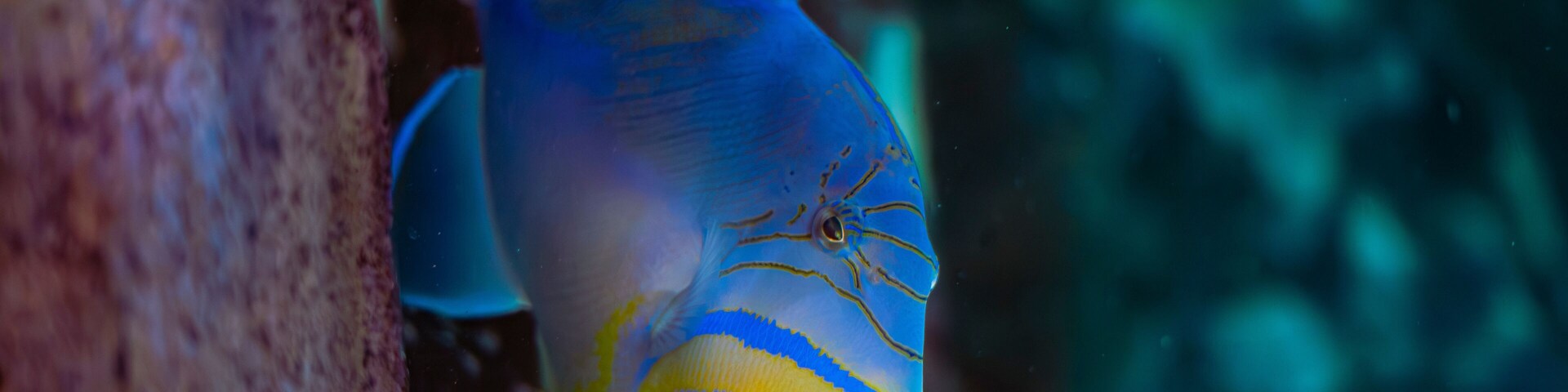 Oceanic Aquarium, Balneário Camboriú