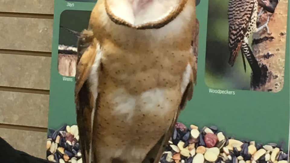 A barn owl! Local Wild-bird Rescue attending Grand Opening of a bird feed store.