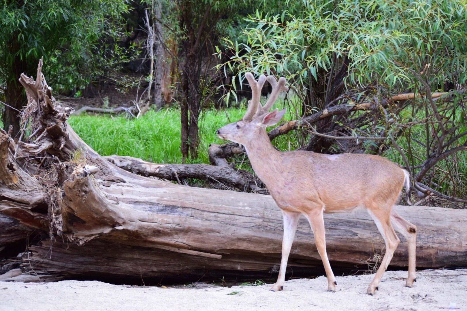 #wildlife #yosemitenps
