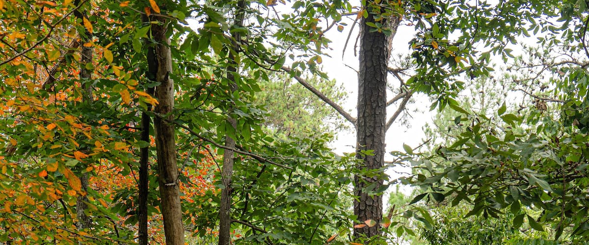 In August, some of the trees along the Beaver Pond Trail in Little River Canyon National Preserve begin to change color. The trailhead is found on the Little River Canyon Rim Parkway.