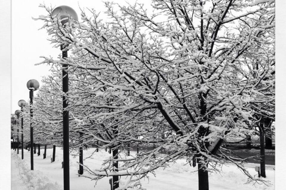 A snow-covered tree in a park with street lamps.