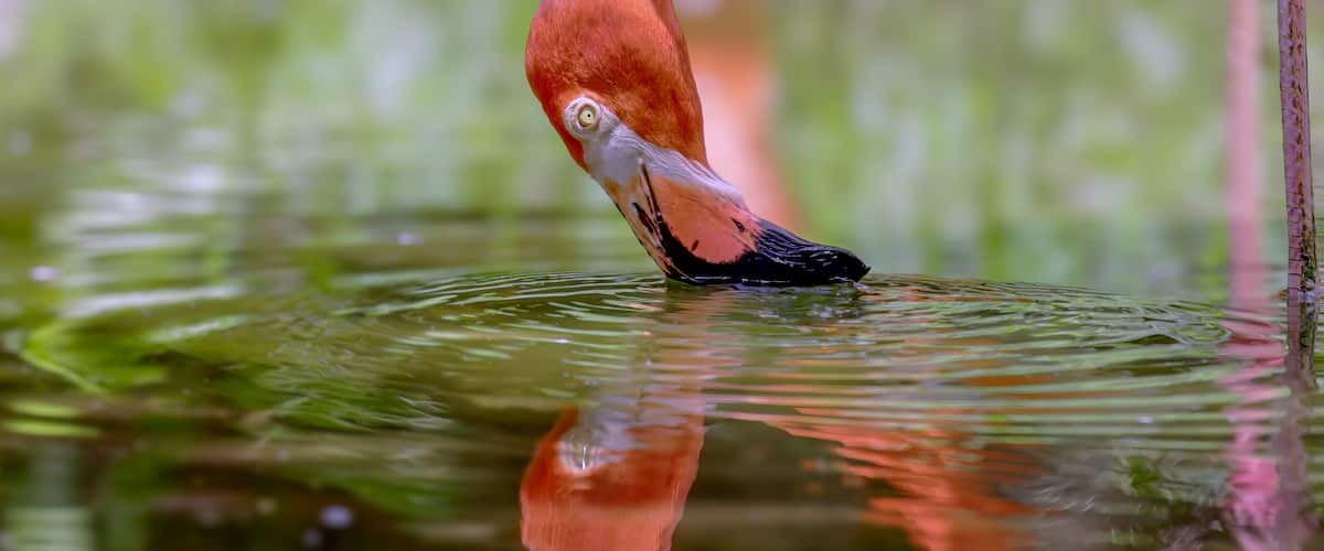 a close up shot of an american flamingo feeding at a wildlife park at fort lauderdale of florida, usa