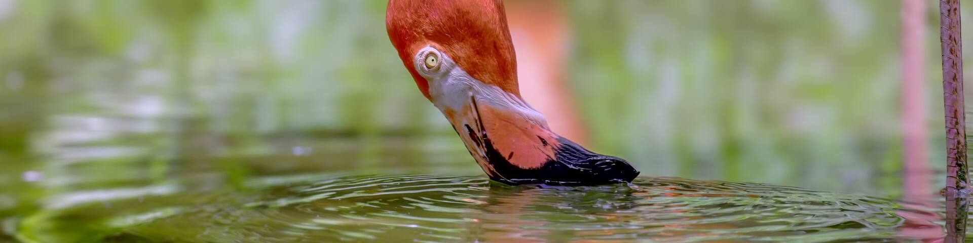 a close up shot of an american flamingo feeding at a wildlife park at fort lauderdale of florida, usa