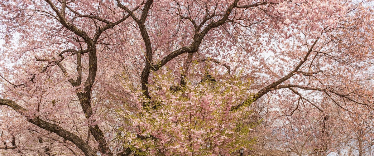 Wooster Square New Haven Connecticut