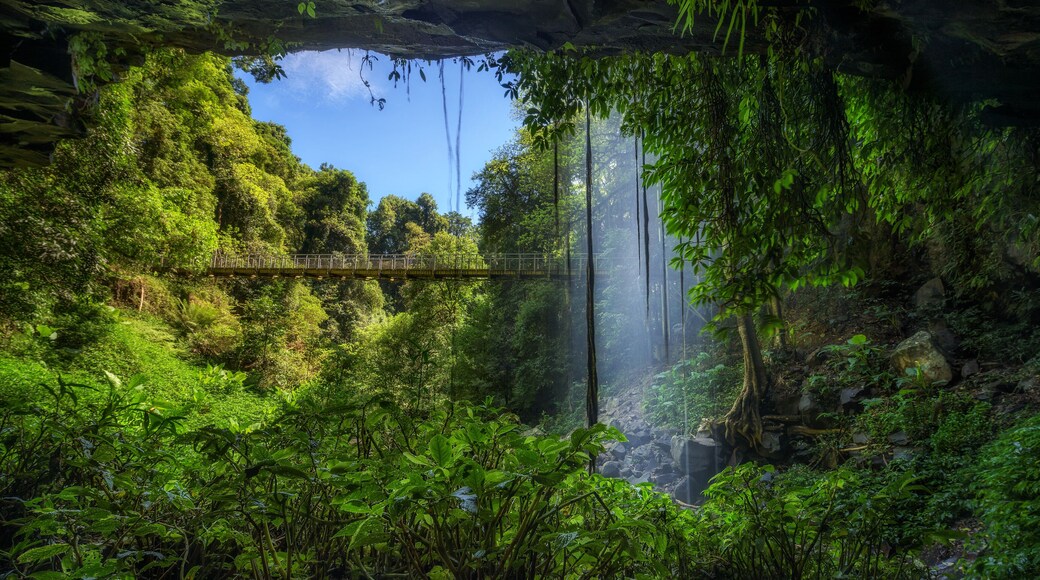 Footbridge and Crystal Falls in the Rainforest of Dorrigo National Park, Australia