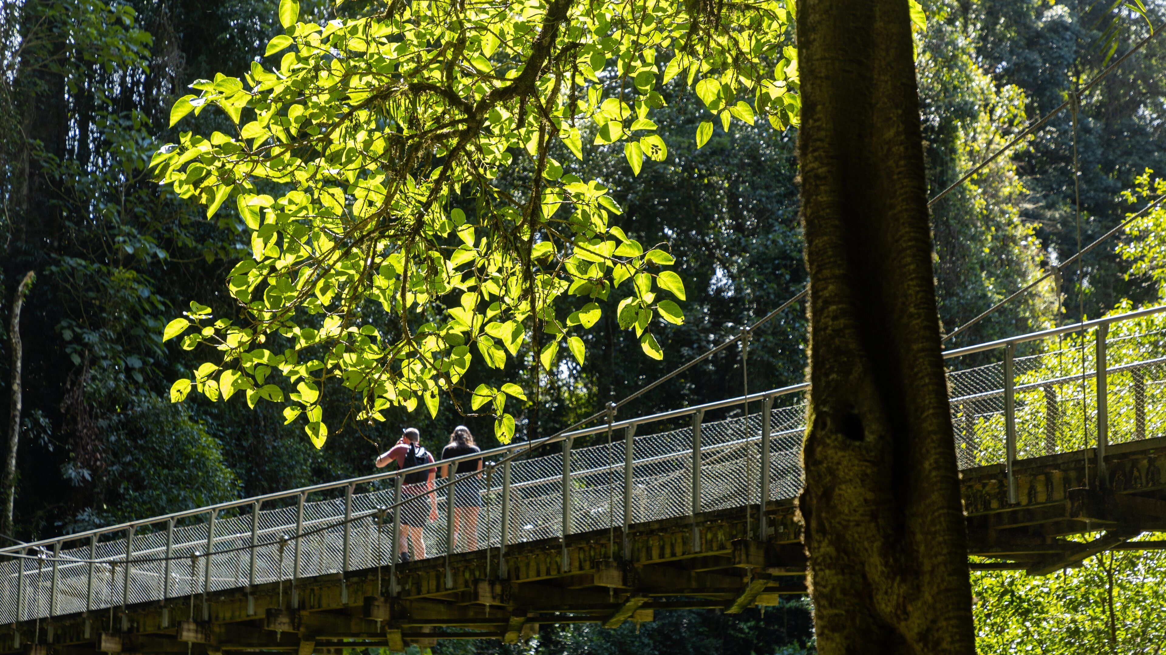 Crystal Shower Falls Walk Trailhead which includes a bridge as well as a couple