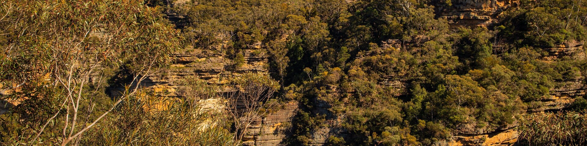 Prince Henry Cliff Walk Trailhead which includes a gorge or canyon and forests