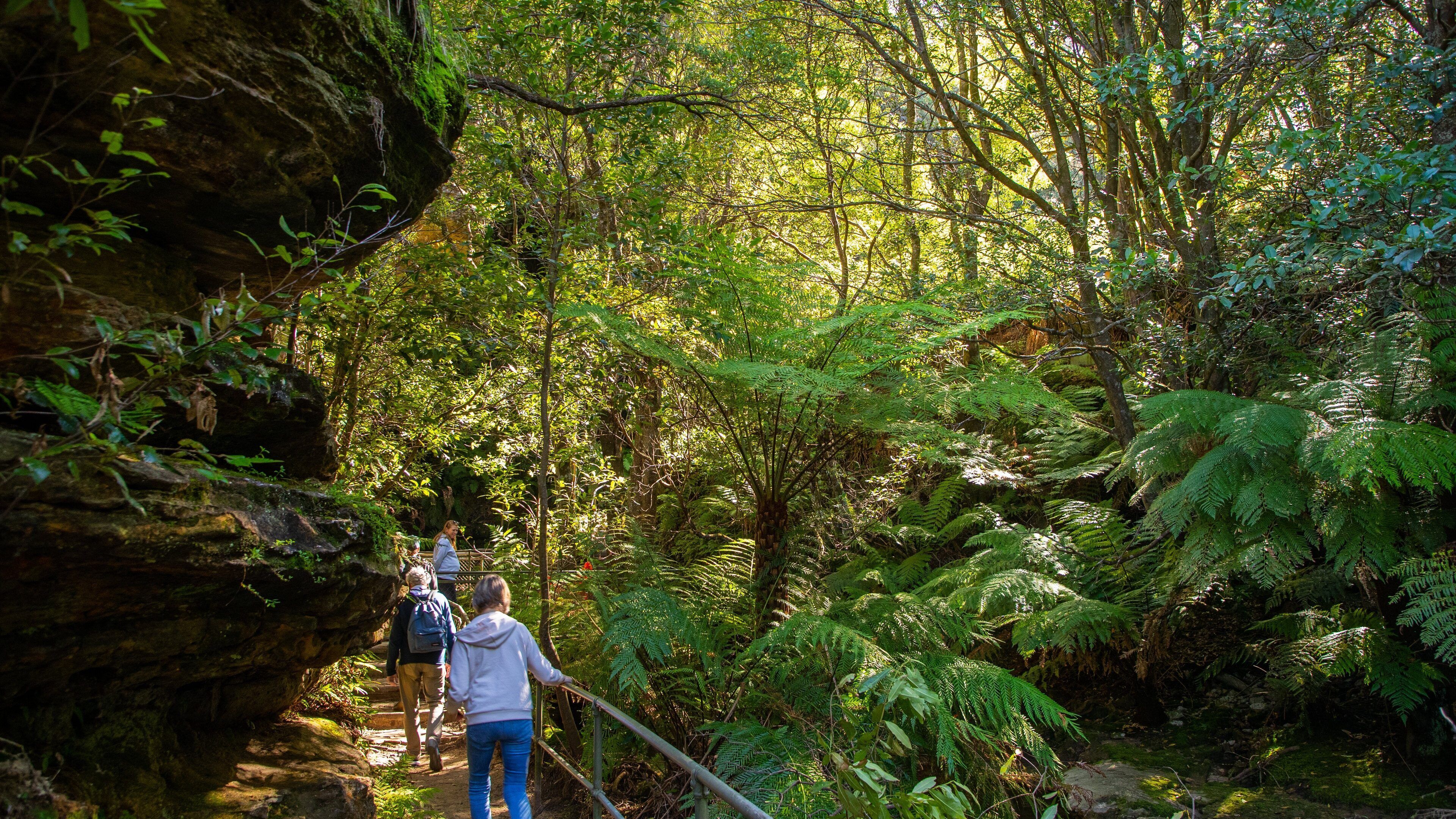 Prince Henry Cliff Walk Trailhead featuring hiking or walking and forest scenes as well as a small group of people