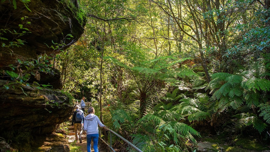 Prince Henry Cliff Walk Trailhead featuring hiking or walking and forest scenes as well as a small group of people