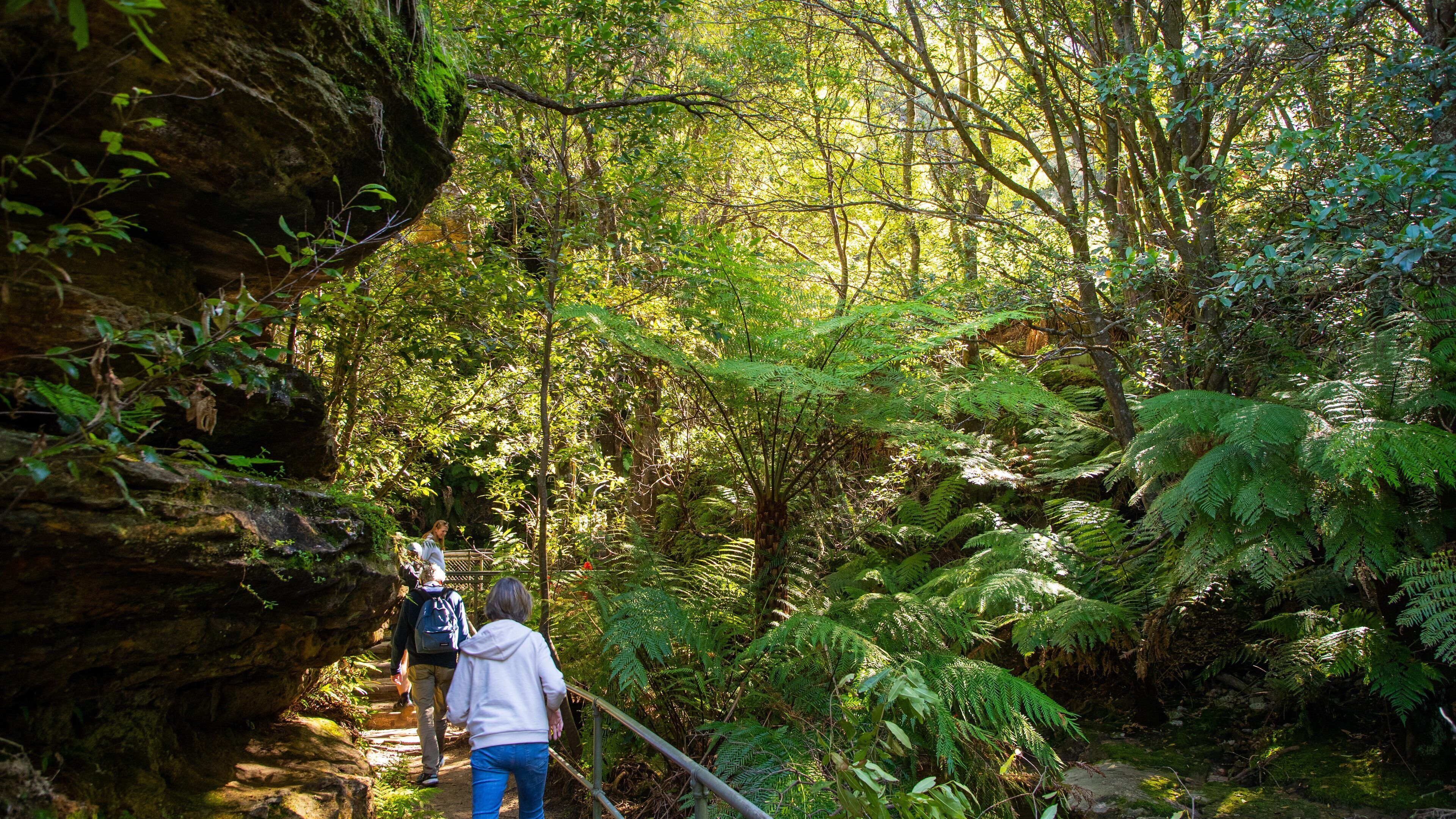 Prince Henry Cliff Walk Trailhead showing hiking or walking and forest scenes as well as a small group of people