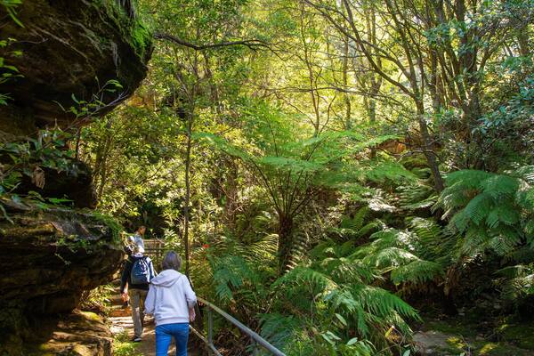 Prince Henry Cliff Walk Trailhead showing hiking or walking and forest scenes as well as a small group of people