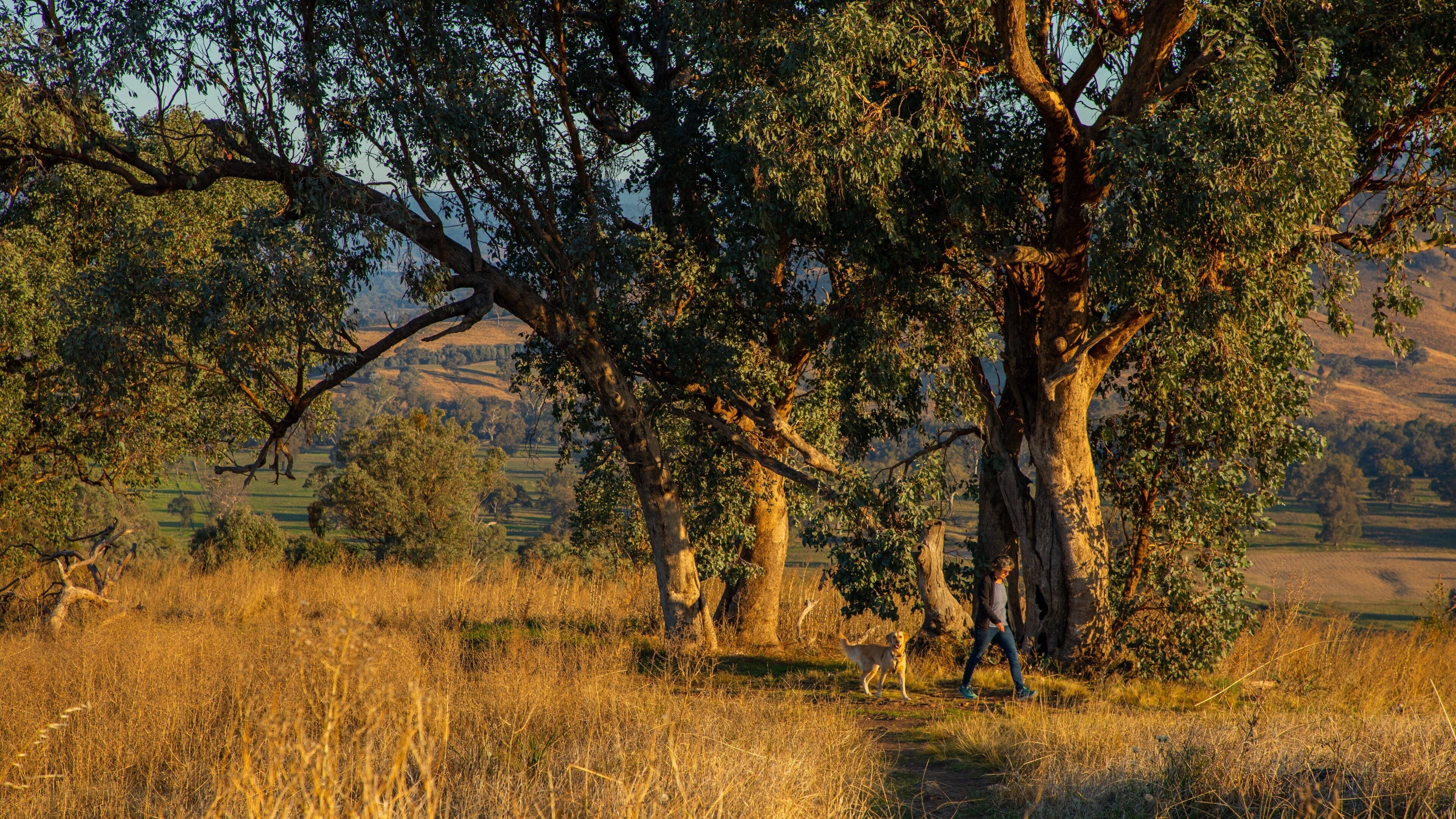 A large tree with a dog and a person in a grassy field.