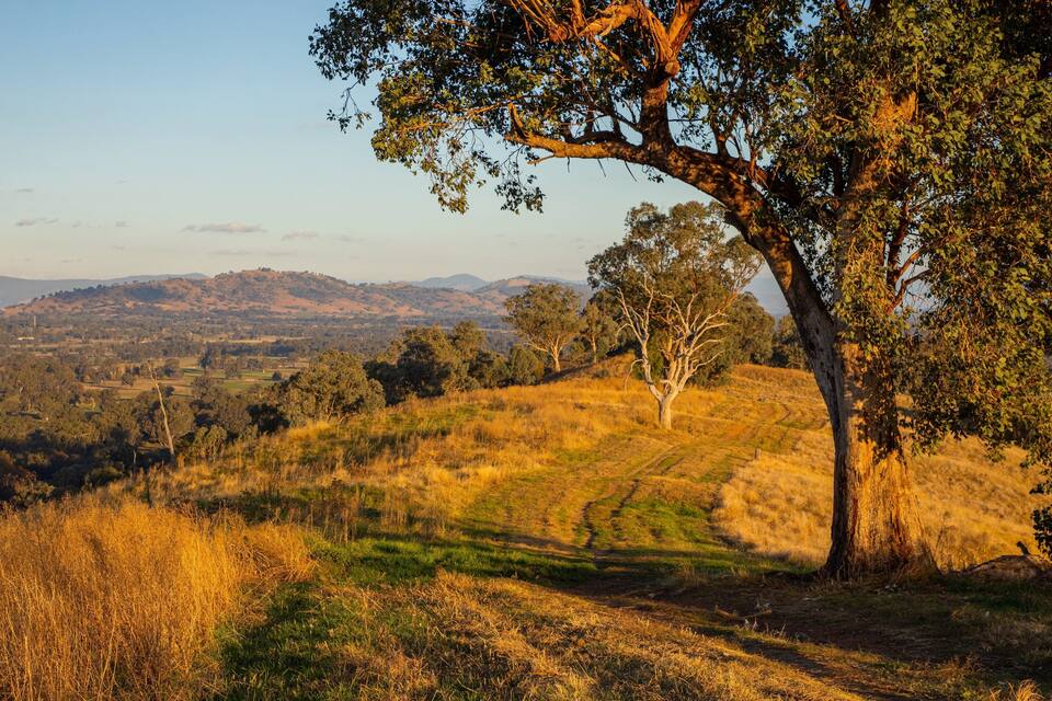 A landscape with rolling hills, a prominent tree, and a distant mountain range.