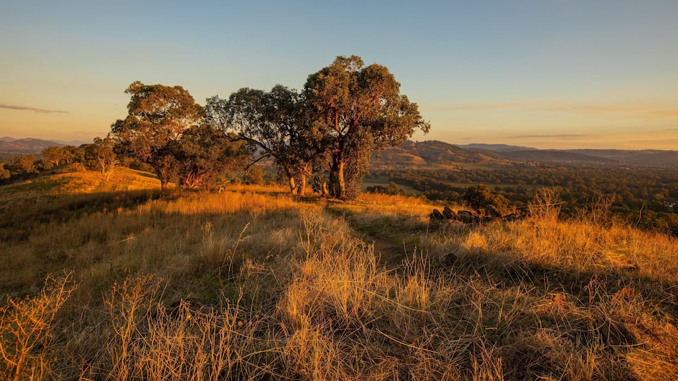 Un pendio erboso con tre grandi alberi e una vista lontana di dolci colline.