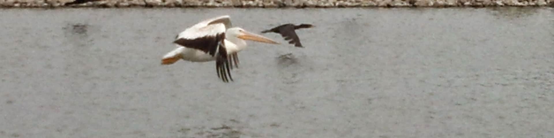 Pelican in flight in Northern Illinois.