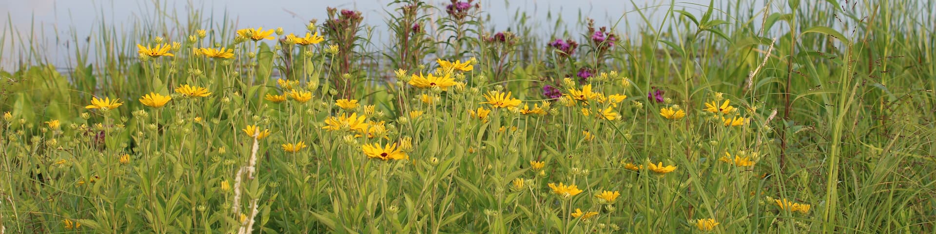 Yellow and purple wildflowers in a meadow at dusk in front of a pond at Pine Dunes Foerst Preserve in Antioch, Illinois