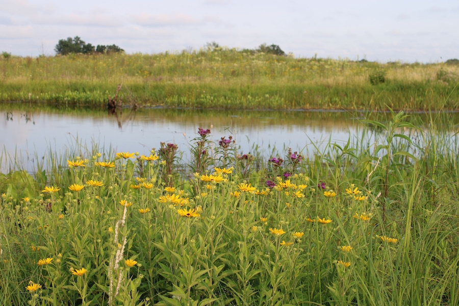 Yellow and purple wildflowers in a meadow at dusk in front of a pond at Pine Dunes Foerst Preserve in Antioch, Illinois