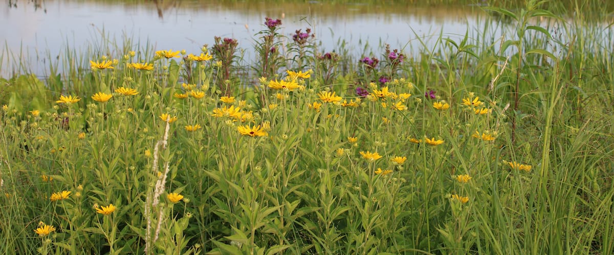 Yellow and purple wildflowers in a meadow at dusk in front of a pond at Pine Dunes Foerst Preserve in Antioch, Illinois