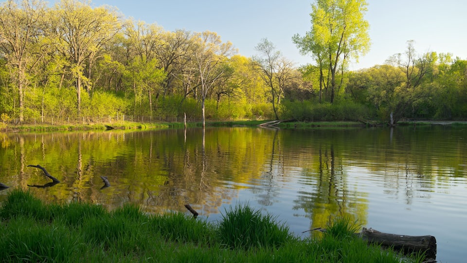 A calm lake surrounded by lush greenery and trees reflecting the sky.