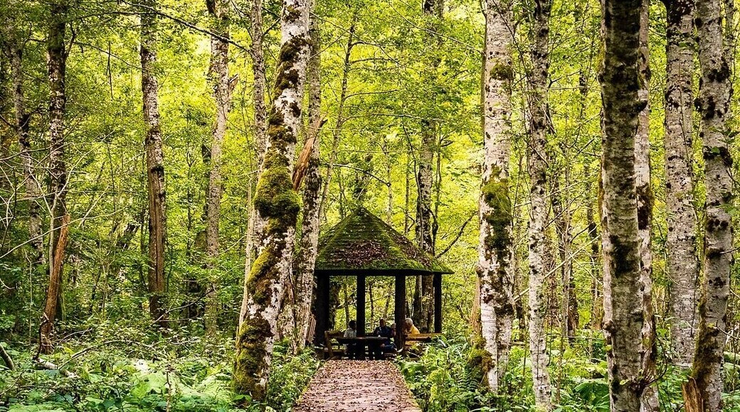 Biogradska Gora is a forest and a national park in Montenegro within KolaĆĄin municipality. It is the site of one of the last three large virgin forests in Europe. The landscape is one of mountain ridges, glacial lakes, and temperate forest.
#montenegro #biogradskagora #nationalpark #forest #virginforest #takeahike