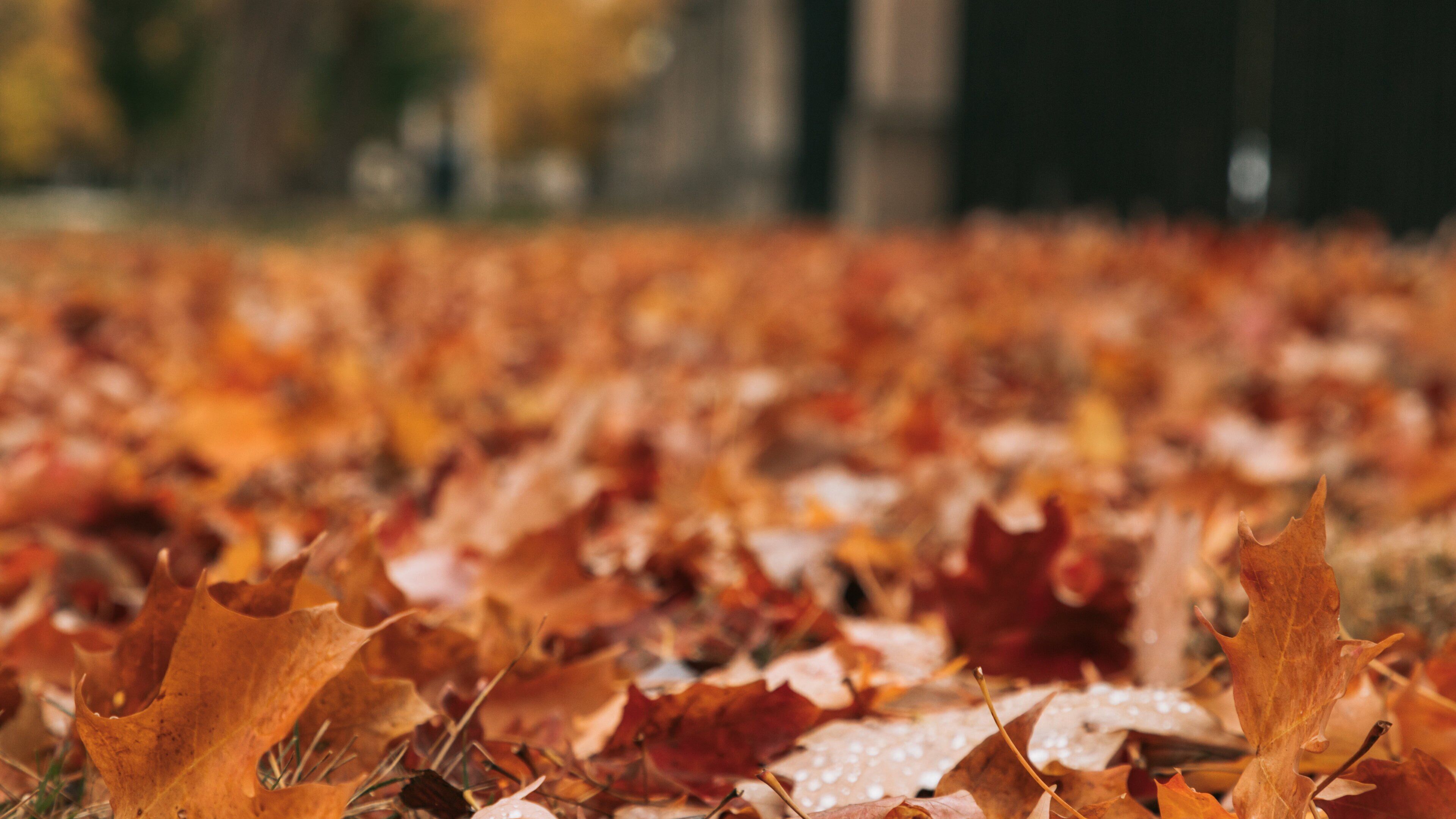 Willistead Park Trail Trailhead which includes autumn leaves