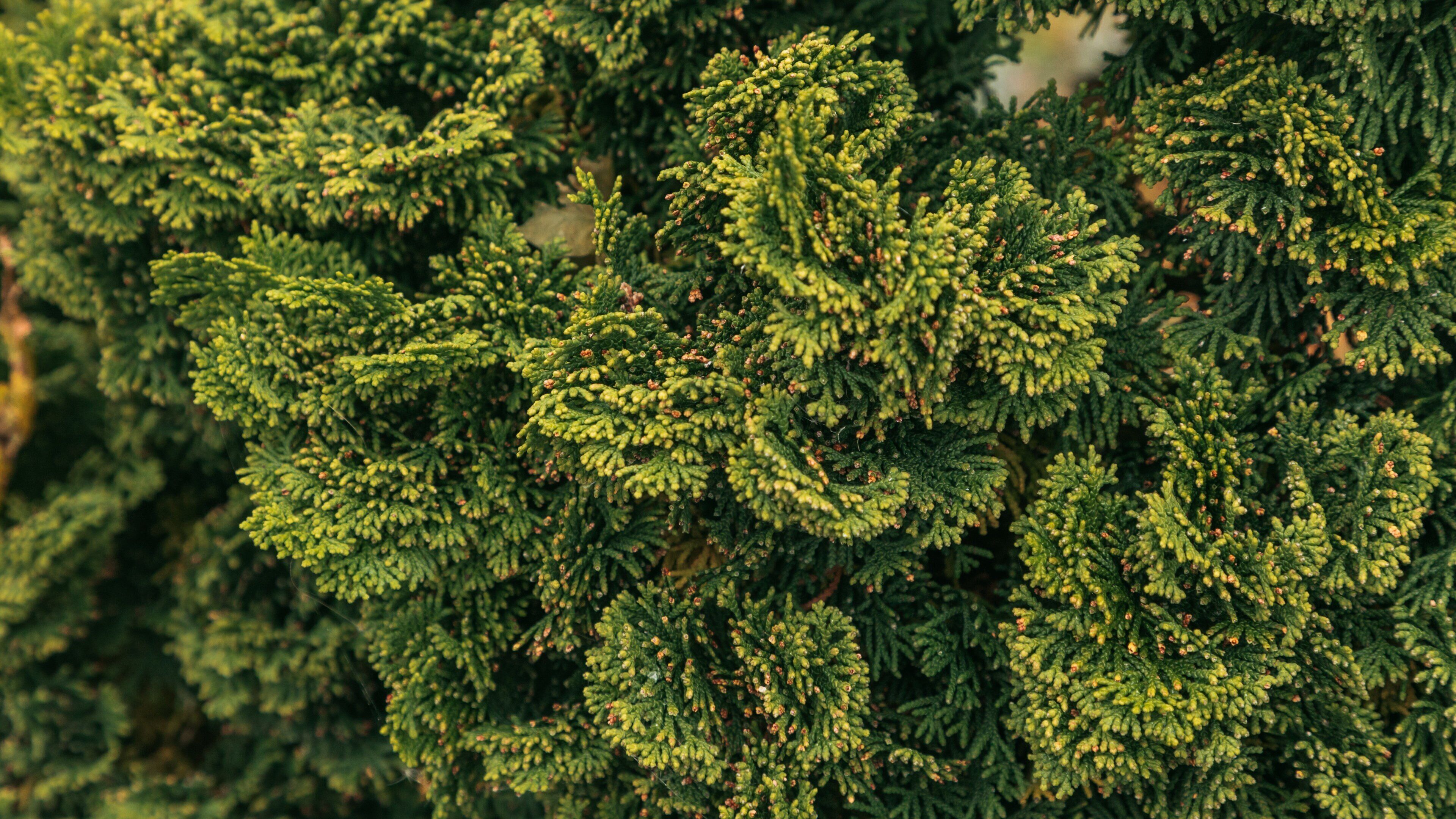 Reaume Park and Coventry Gardens Walking Trails Trailhead showing a park