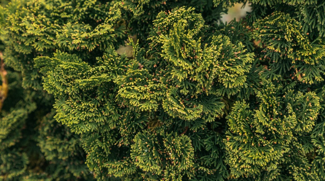 Reaume Park and Coventry Gardens Walking Trails Trailhead showing a park