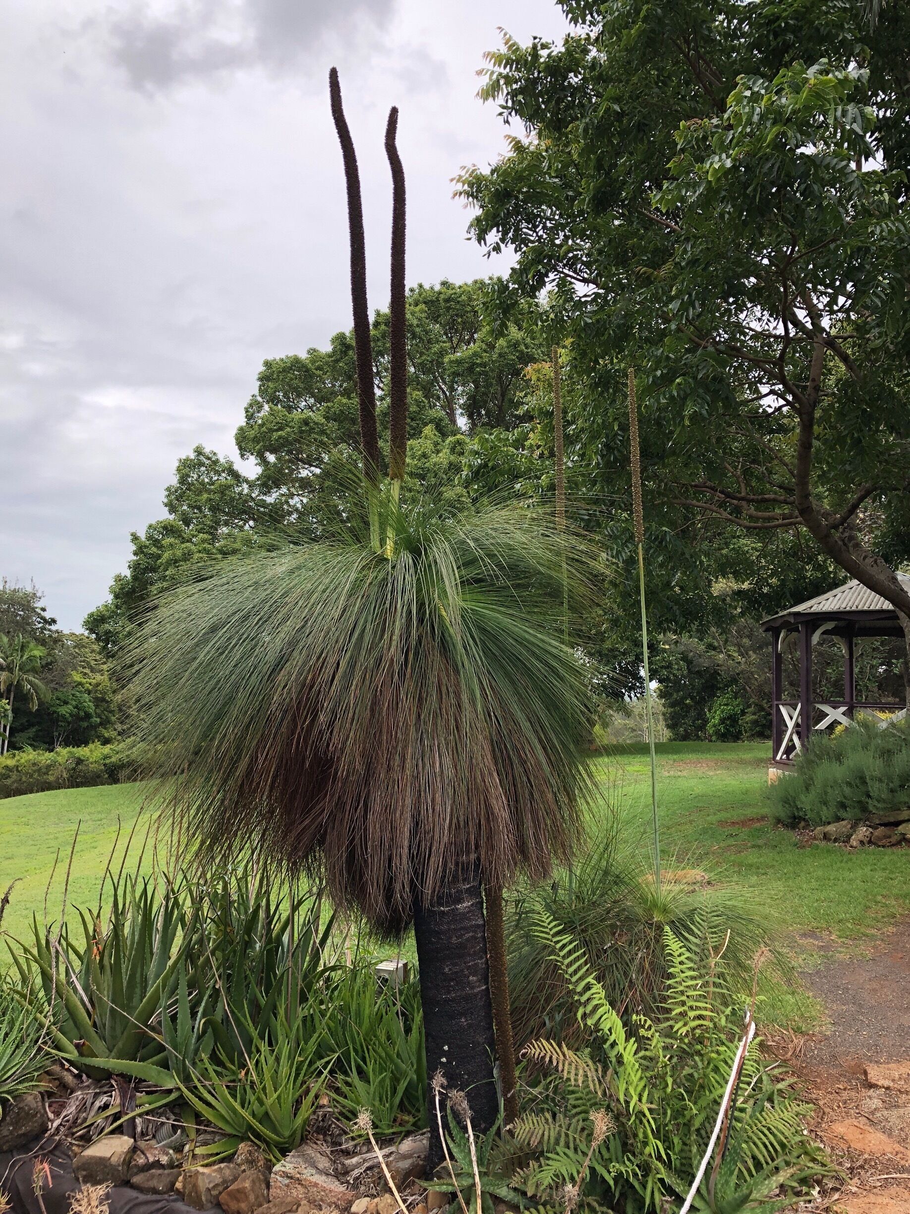Grass trees, Black Boy Plants (derived from the black trunks, usually as a result of a fire) or Xanthorrhoea.  A slow growing plant endemic to Australia.