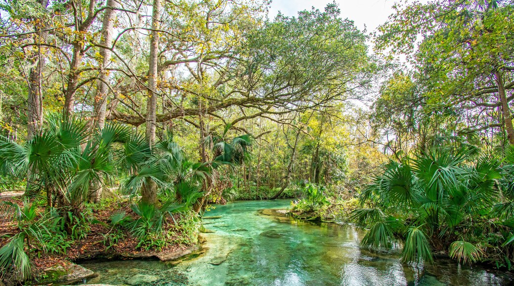 Natural freshwater spring at Kelly Rock Springs Park in Apopka, Florida just north of Orlando.
