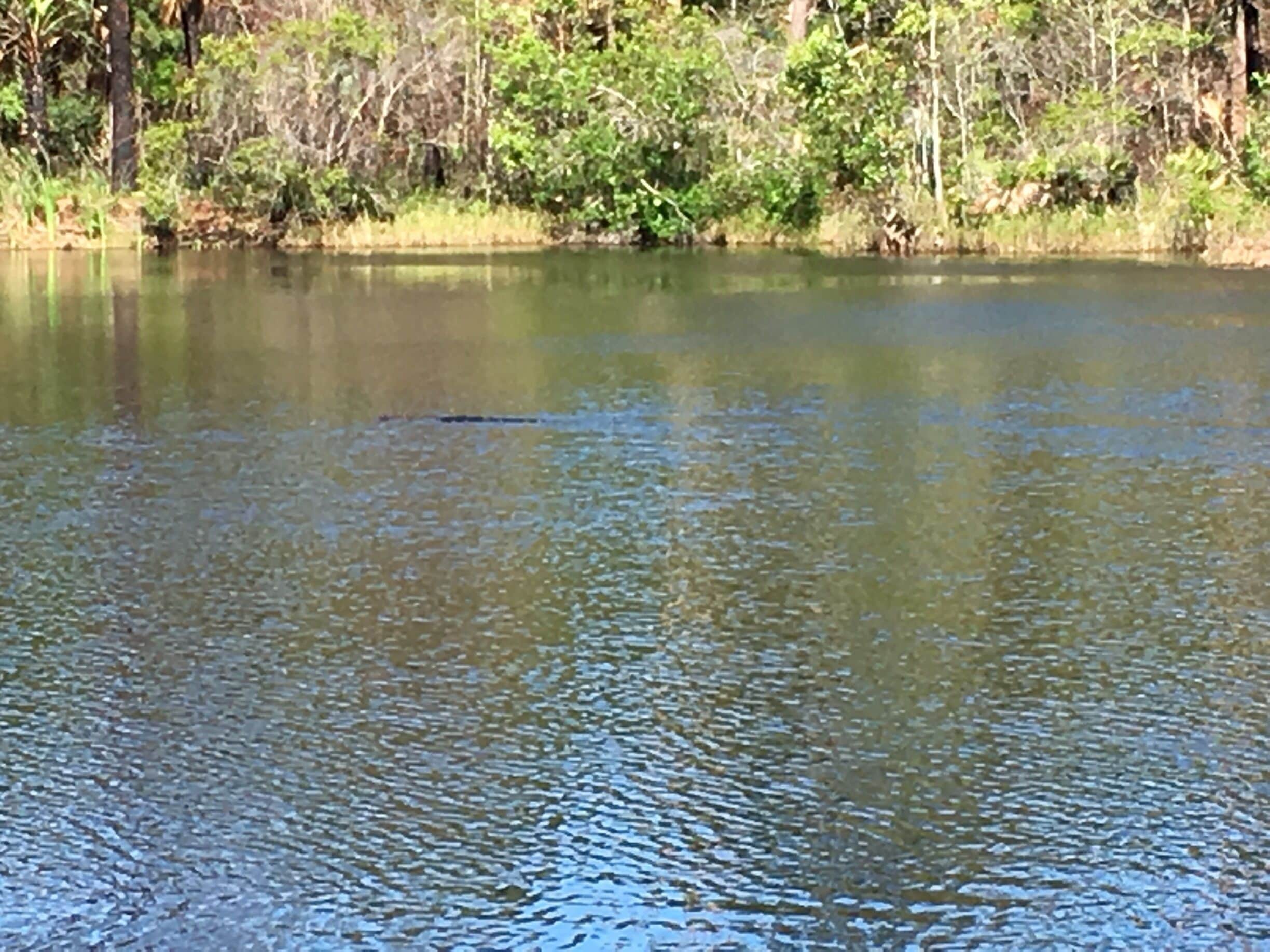 Little lake with an alligator swimming in the water! 