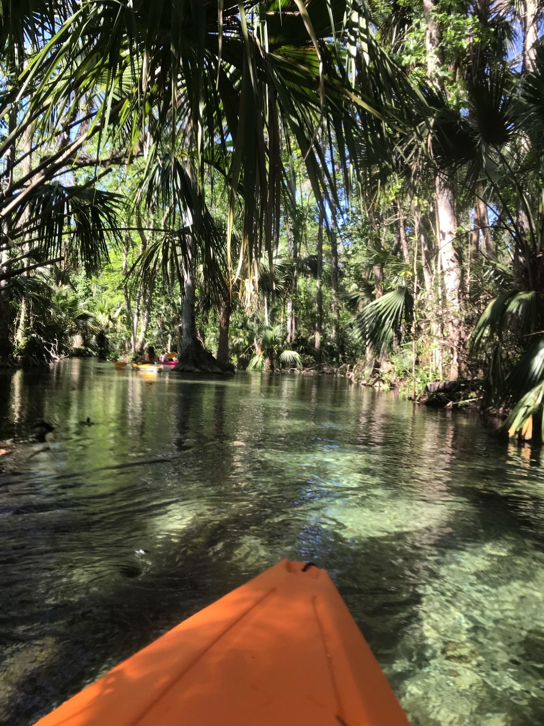 My favorite springs to kayak so far is in Orlando!  Take a break from all the commercialism of the “Mouse” and enjoy this lazy river spring it’s fantastic and so clear and peaceful.  Early March is an excellent time to go.  They also have see through “glass” kayak’s you can rent and bioluminescence trips at certain times of the year 