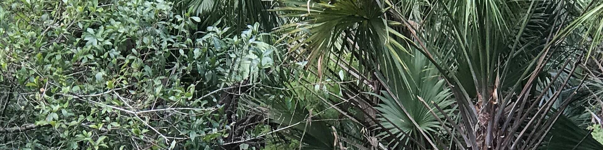 Nice river with interesting creatures