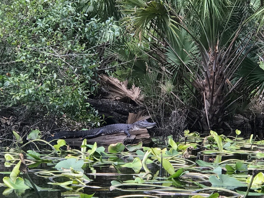 Nice river with interesting creatures