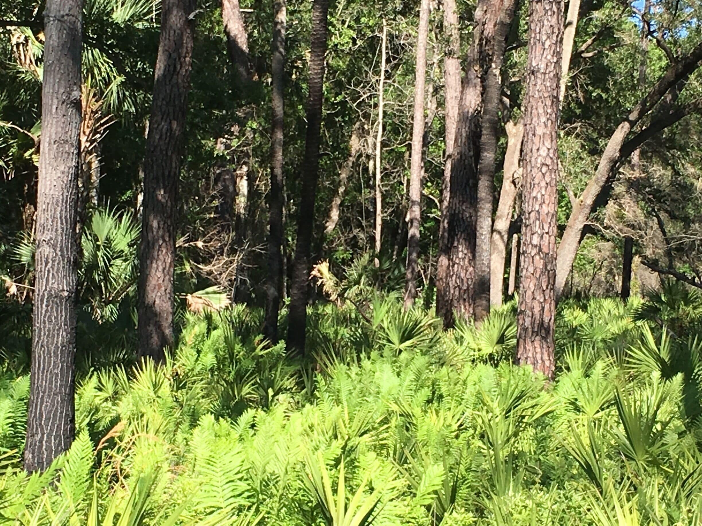 Around the state park